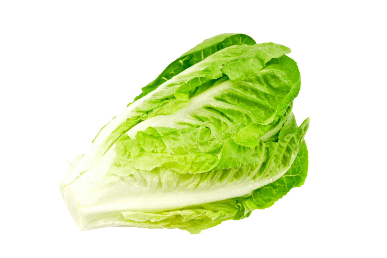 Lechuga Lechuga