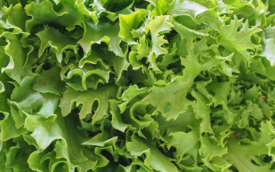 Frutasa: Tu proveedor de escarola fresca