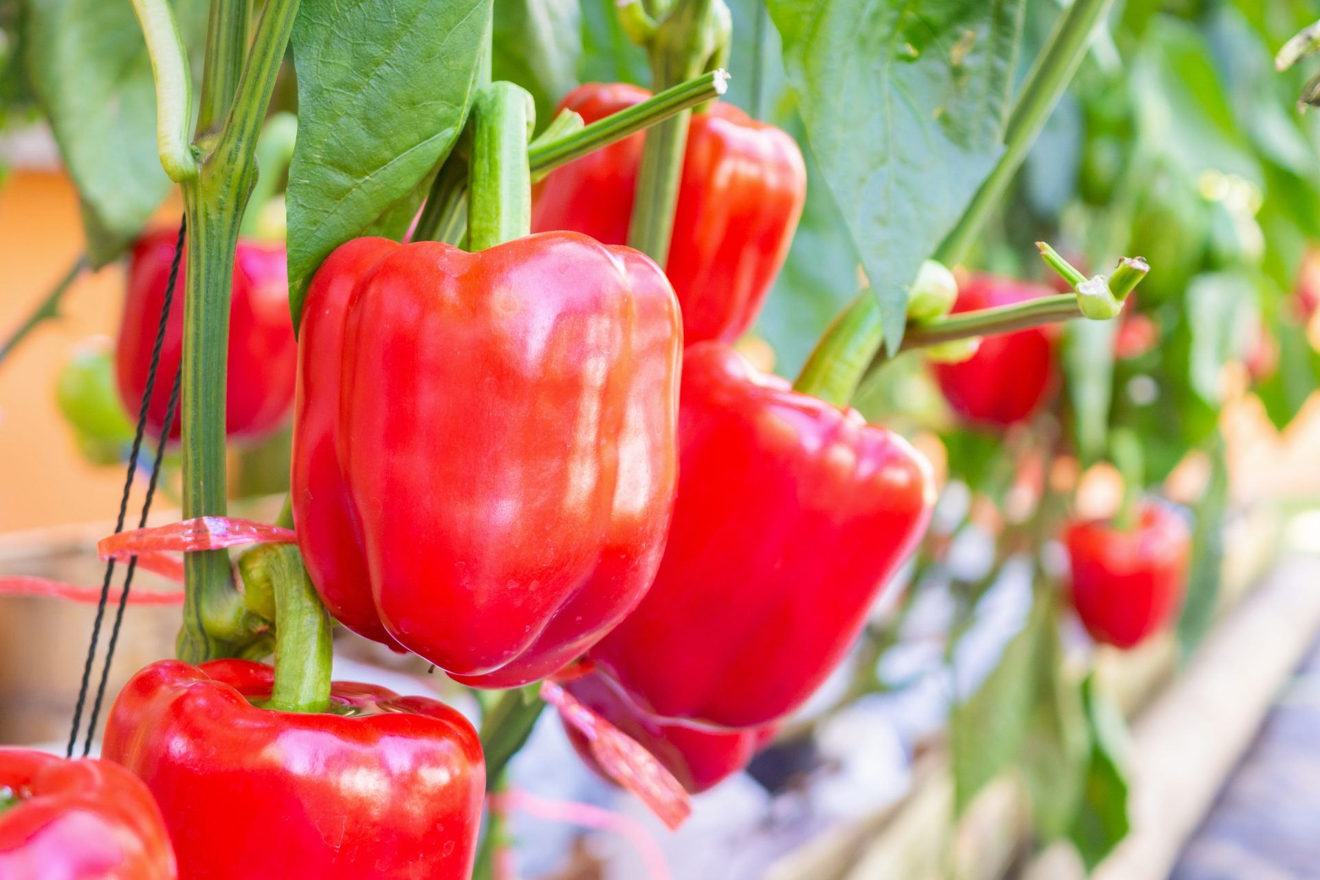Pimiento Pimiento
