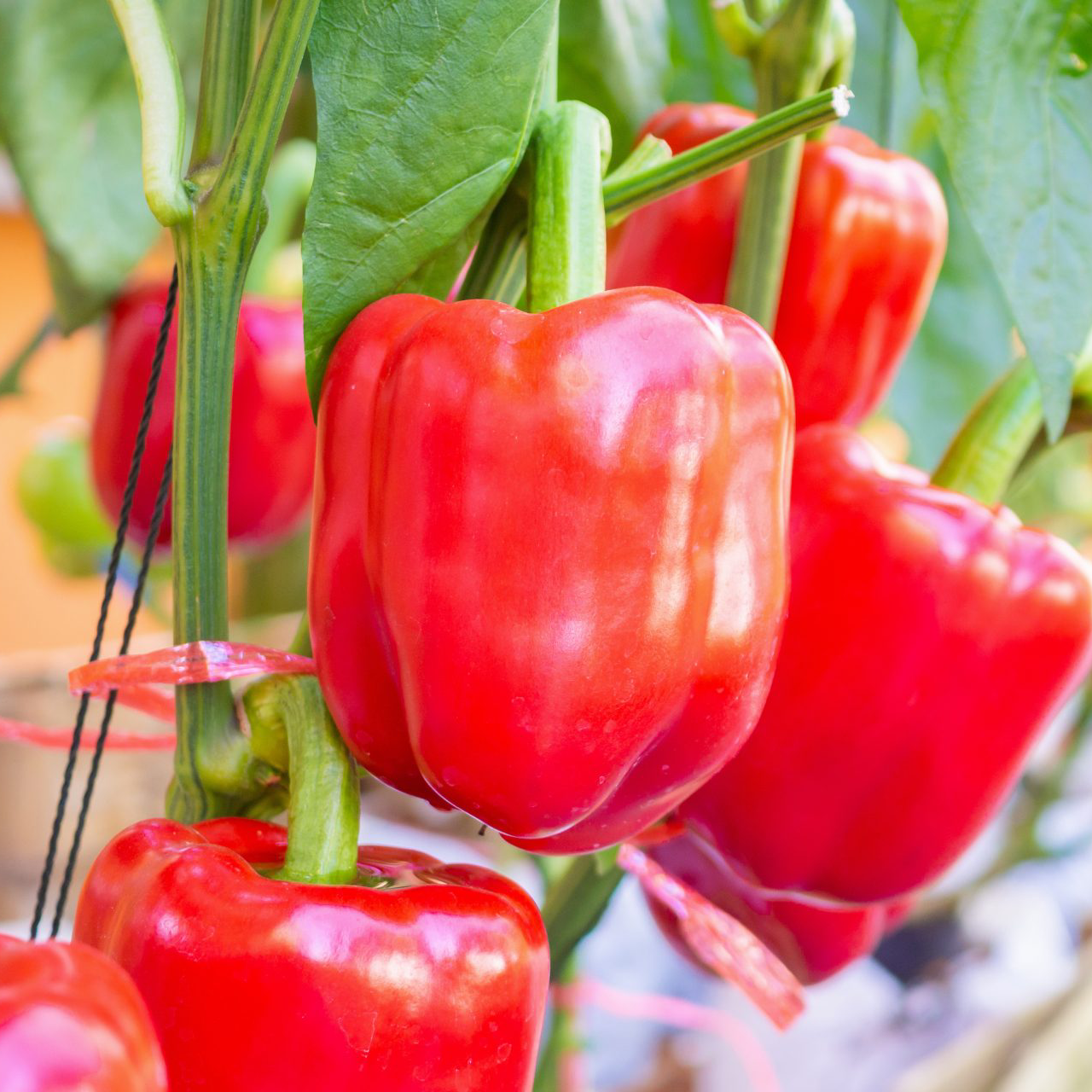 Pimiento Pimiento